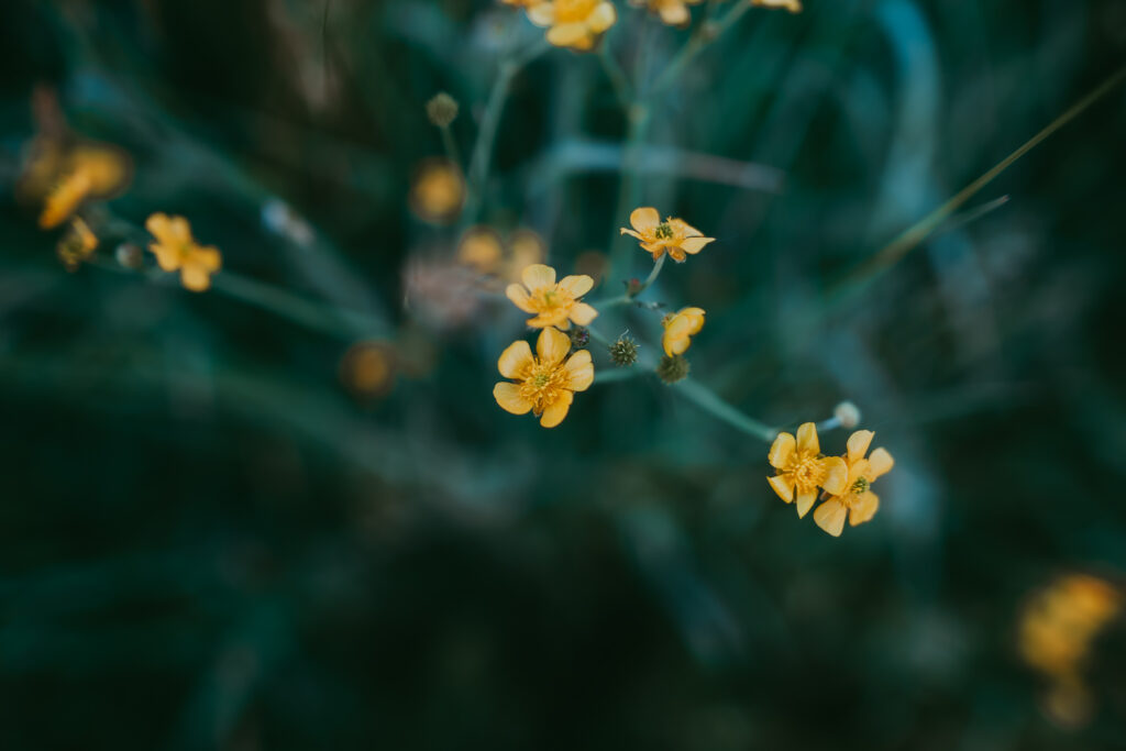 small yellow flowers in a field