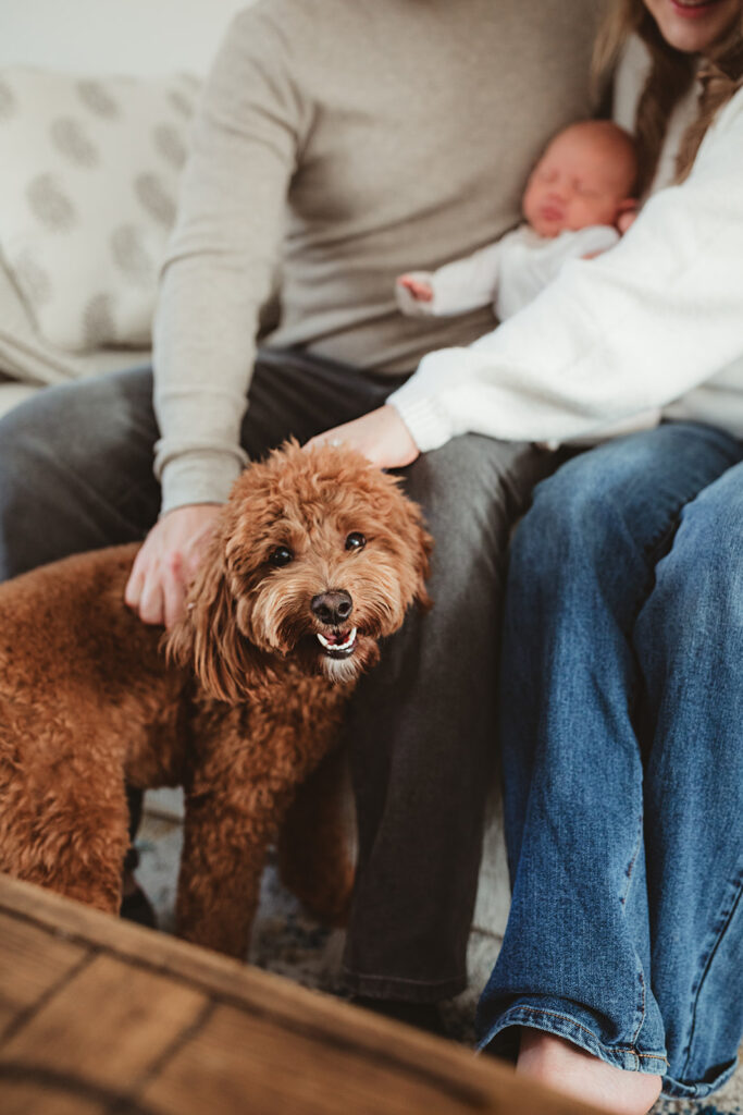 dog looking at camera with newborn