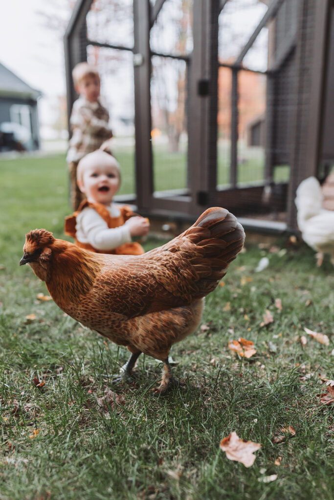 toddlers laugh in background while chicken runs infront of camera