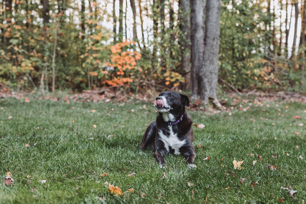 portrait of the family dog