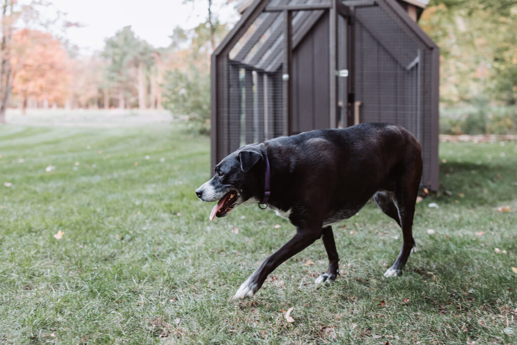 family dog on patrol