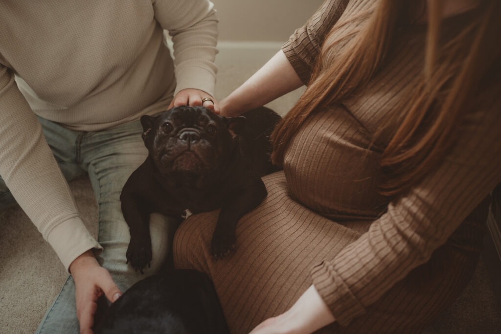 baby bump with a french bulldog